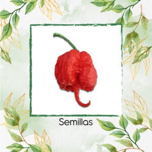 Semillas Orgánicas De Ají Carolina Reaper