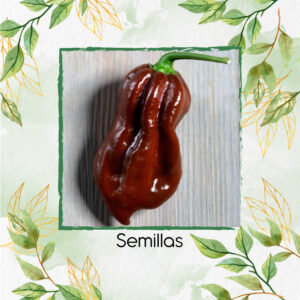 Semillas Orgánicas De Ají Habanero Chocolate