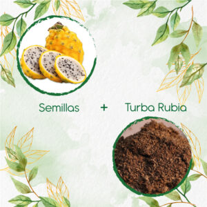 Kits De Siembra Para Pitahaya Amarilla