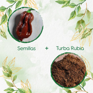 Kits De Siembra Para Ají Habanero Chocolate