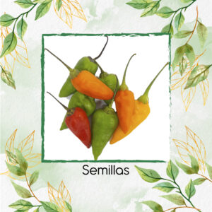 Semillas Orgánicas De Ají Topito