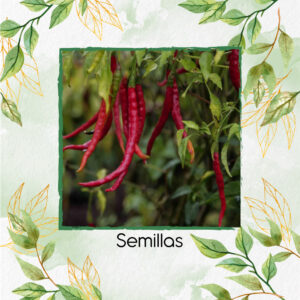 Semillas Orgánicas De Ají De Árbol