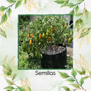 Semillas Orgánicas De Ají Peruano