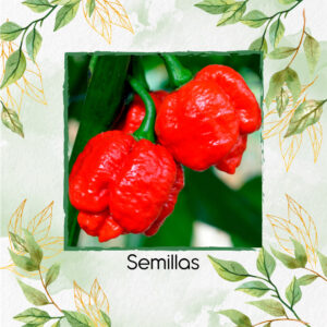Semillas Orgánicas De Ají Escorpión