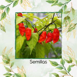 Semillas Orgánicas De Ají Ghost