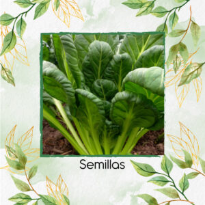 Semillas Orgánicas De Tatsoi Verde