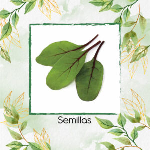 Semillas Orgánicas De Acelga Scarlett