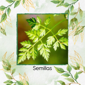 Semillas Orgánicas De Perifolio