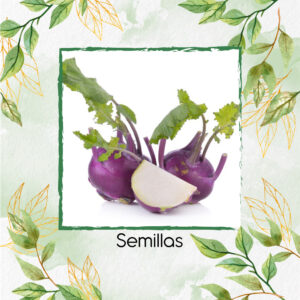 Semillas Orgánicas De Colinabo Violeta