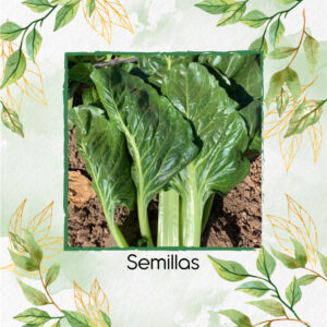 Semillas Orgánicas De Acelga Prius