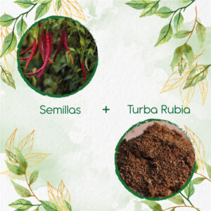 Kits De Siembra Para Ají De Árbol