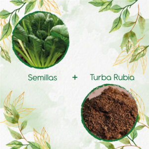 Kits De Siembra Para Tatsoi Verde