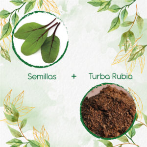 Kits De Siembra Para Acelga Scarlett