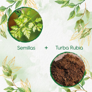 Kits De Siembra Para Perifolio