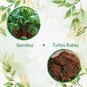 Kits De Siembra Para Ruibarbo