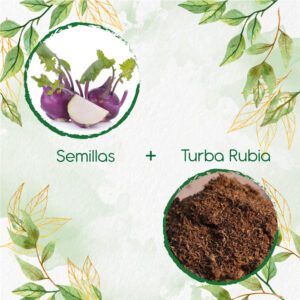 Kits De Siembra Para Colinabo Violeta