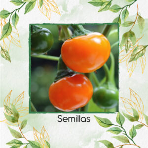 Semillas Orgánicas De Pimentón Cherry Naranja
