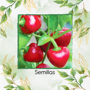 Semillas Orgánicas De Pimentón Cherry Rojo