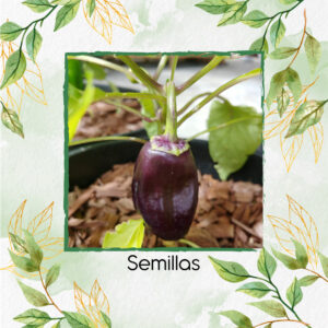 Semillas Orgánicas De Pimentón Lila