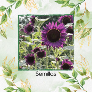 Semillas Orgánicas De Flor Girasol Morado y Otros Mix