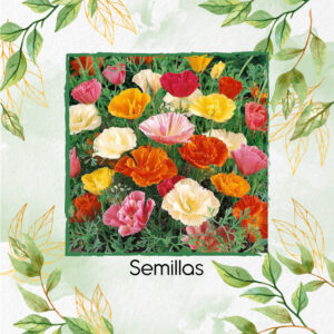 Semillas Orgánicas De Flor Amapola de California - Mission Bells