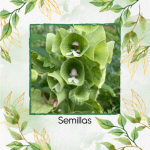 Semillas Orgánicas De Flor Campanas De Irlanda