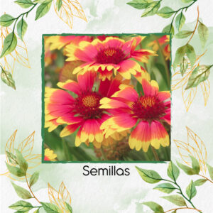 Semillas Orgánicas De Flor Manta De Gallardía