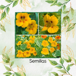 Semillas Orgánicas De Flor Capuchina Dorada