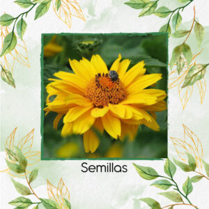 Semillas Orgánicas De Flor Heliopsis - Sol de verano