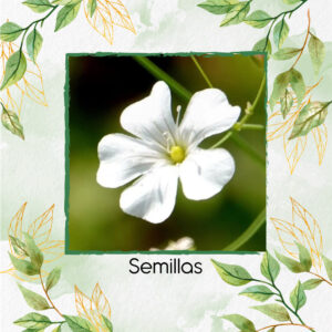 Semillas Orgánicas De Flor Gypsophila Covent