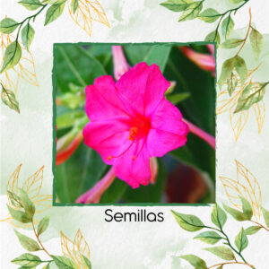 Semillas Orgánicas De Flor Marvel De Perú