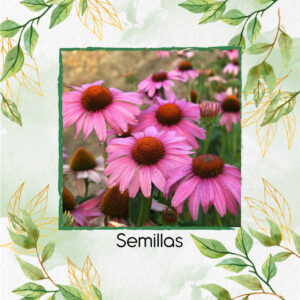 Semillas Orgánicas De Flor Equinácea Púrpura