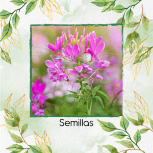 Semillas Orgánicas De Flor Reina Cleome