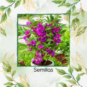 Semillas Orgánicas De Flor De Bálsamo