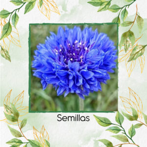 Semillas Orgánicas De Flor Botones De Soltero Azules