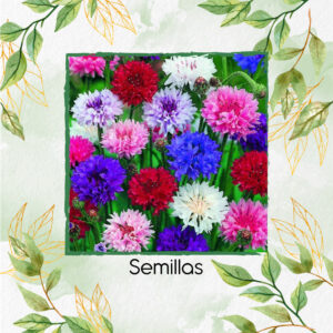 Semillas Orgánicas De Flor Botones De Soltero Mezcla