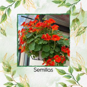 Semillas Orgánicas De Flor Capuchina De Alaska