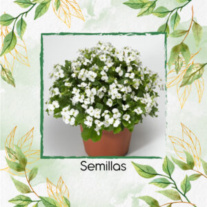 Semillas Orgánicas De Flor Arabis