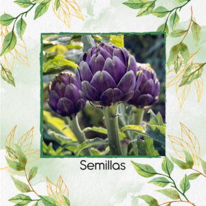 Semillas Orgánicas De Alcachofa Romaña Morada