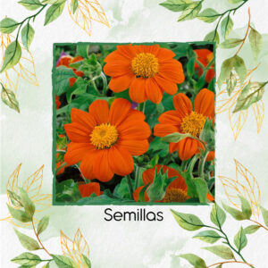 Semillas Orgánicas De Flor Tithonia Goldfinger