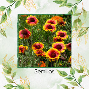 Semillas Orgánicas De Flor Manta De Gallardía