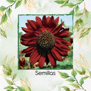 Semillas Orgánicas De Flor Girasol Velvet Queen
