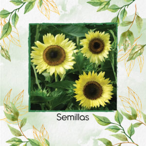 Semillas Orgánicas De Flor Girasol Reina Limón