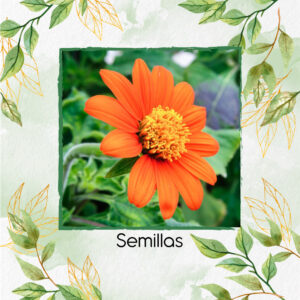 Semillas Orgánicas De Flor Girasol Mexicano Rojo