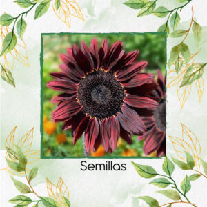Semillas Orgánicas De Flor Girasol Chocolate Cereza