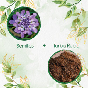 Kits De Siembra Para Iberis Canastilla De Colores