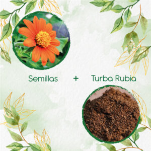 Kits De Siembra Para Girasol Mexicano Rojo