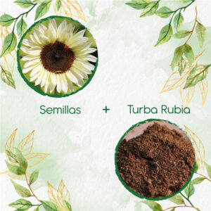 Kits De Siembra Para Girasol Blanco