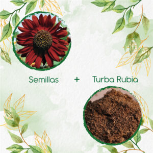 Kits De Siembra Para Girasol Velvet Queen