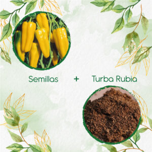 Kits De Siembra Para Pimentón Marconi Dorado